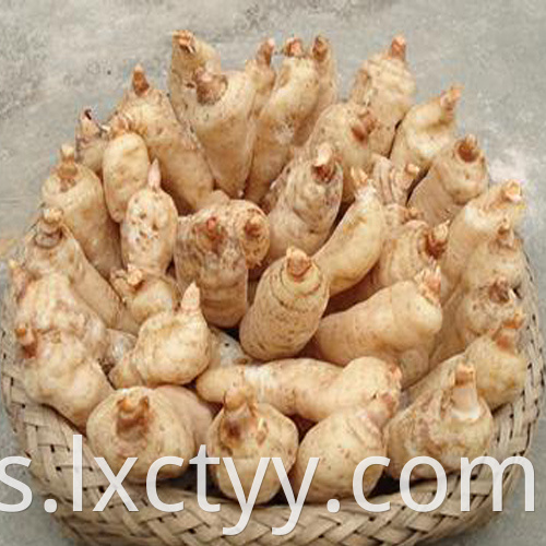 Gastrodia elata Blume food